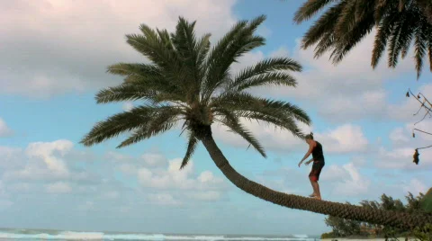 Man on a palm tree Stock Footage 147055