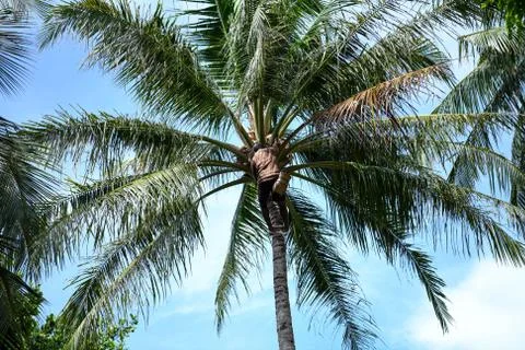 A man on a palm tree Stock Photos