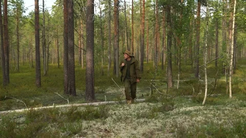 The man in the panama hat with a backpack goes through the moss in the pine Stock Footage 249618771