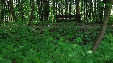 The man in the park on the bench talking on the phone. Stock Footage 76128461