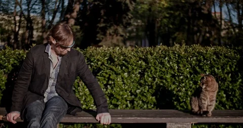 A man in the park stroking a cat Stock Footage 102172718