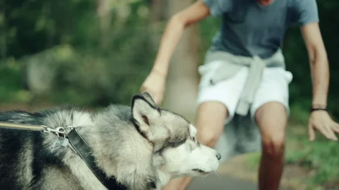 A man in park stroking a dog Stock Footage 94523405