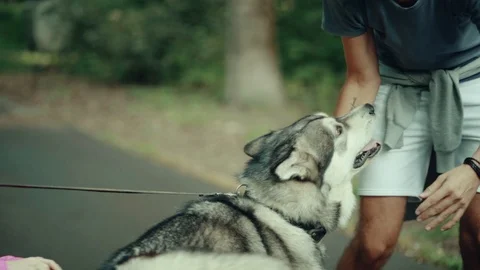 A man in park stroking a dog Stock Footage 94523916