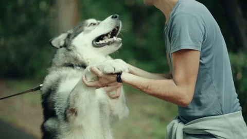 A man in park stroking a dog Stock Footage 94524036