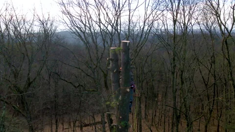 Man, Partially Obscured, Cuts Portion Of Tree While Suspended From Ropes Stock-Footage 168755748