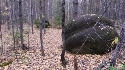 A man passes a huge stone lying in the forest. Slow motion. A large stone in  Stock Footage 169743650