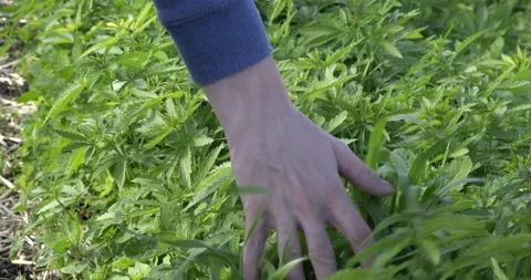 Man Passes Next to Cannabis Bed. Runs a Hand Along Plant Stems. Growing Gajubas Stock Footage 132310568