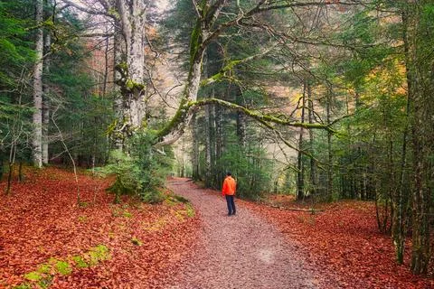 Man on a path in the forest in autumn Stock Photos