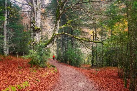 Man on a path in the forest in autumn Stock Photos