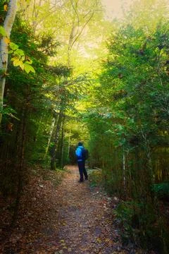 Man on a path in a forest in autumn Stock Photos