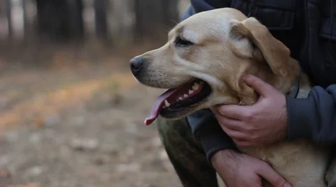 The man pats the dog Stock Footage