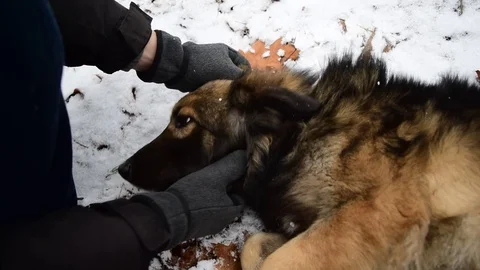 Man pats his loved mongrel dog Stock Footage 71193844