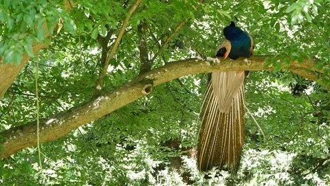 Man peacock in a park on a tree. Stock Footage 92194407