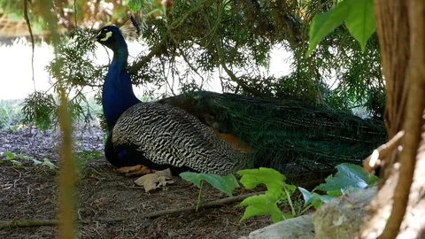Man peacock in the shade under a tree. Stock Footage 92194394