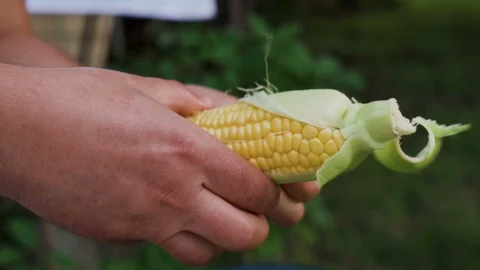 Man peel bark from freshly picked corn, close shot Stock-Footage 111649128