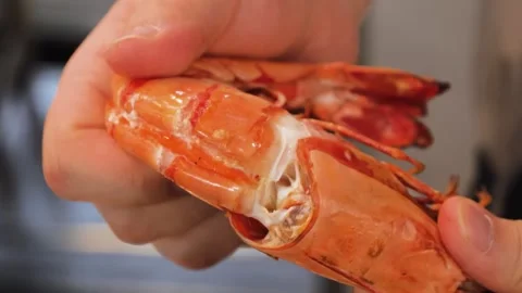 Man peeling cooked large tiger prawn close up 動画素材 344220253