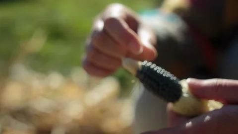 Man peeling corn on the cob Stock Footage 94883058