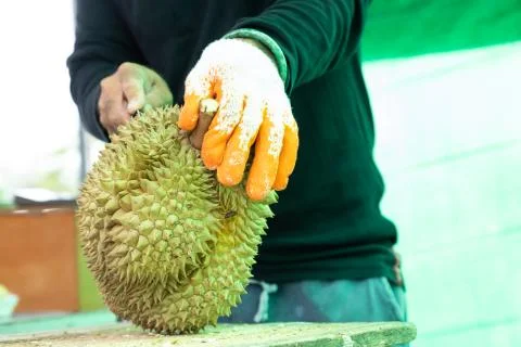 Man peeling durian shell use knife, The durian is a king of fruit in Thailand Stock Photos