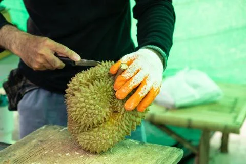 Man peeling durian shell use knife, The durian is a king of fruit in Thailand Stock Photos