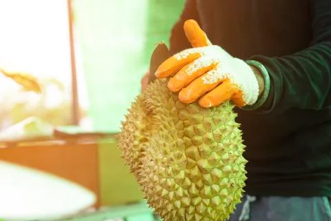 Man peeling durian shell use knife, The durian is a king of fruit in Thailand Stock Photos