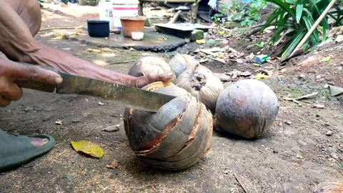 Man peeling old coconut using machete Stock Footage 285016276