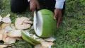 A man peels a big green coconut HD Footage