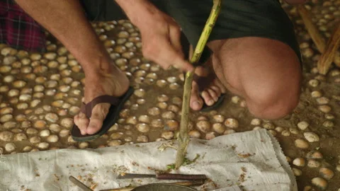 Man peels cinnamon bark during interactive spice tour. Participants learn Stock Footage 269492486