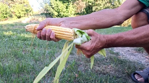 A man peels a ripe ear of corn from leaves. Stock Footage 341533640