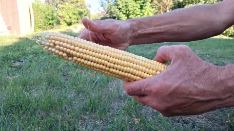 A man peels a ripe ear of corn. Stock Footage 341533645