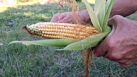 A man peels a ripe ear of corn from green leaves. Stock Footage 341533646