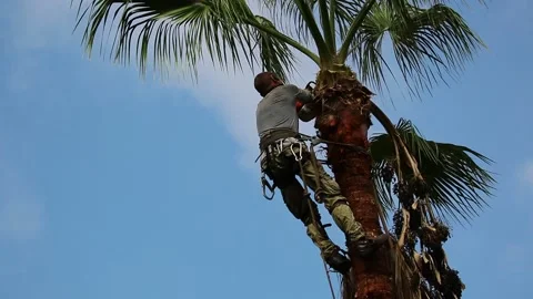 A man is perched at the summit of a towering palm tree, skillfully pruning Stock Footage 265650211