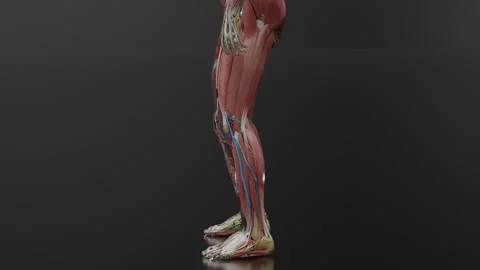 Man performing air squat, human muscle anatomy, Bodybuilding gym exercising, Stock Footage 250420063