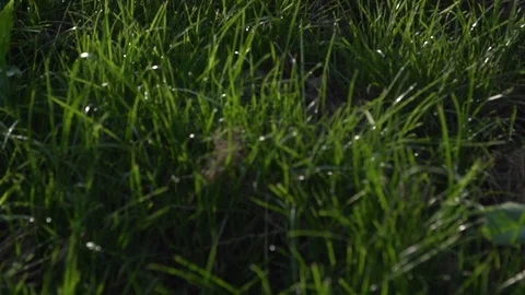 Man performing skating trick at park in slow motion Stock Footage 71558420