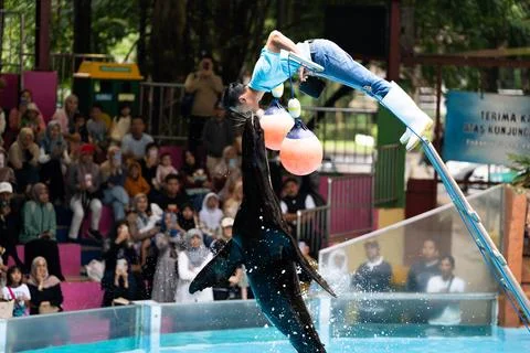 A man is performing a trick with a dolphin in a pool Foto stock