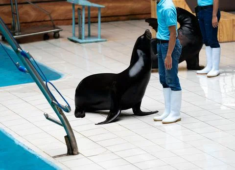 A man is performing a trick with a dolphin in a pool Stock Photos