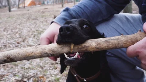 Man pet dog kocker-spaniel in the park. Russia. Closeup Of Cute Stock Footage 75908919