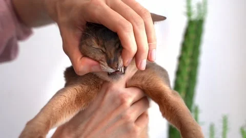 Man Pet owner Checking Teeth Of a blue Abyssinian Cat Stock-Footage 239432655