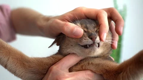 Man Pet owner Checking Teeth Of a blue Abyssinian Cat, showing sharp teeth surfa Stock Footage 243763433