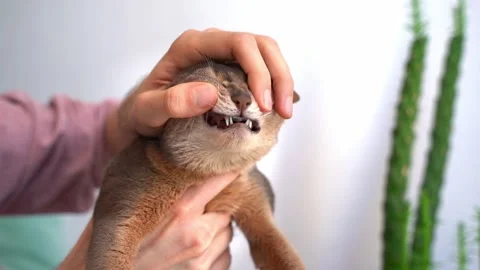 Man Pet owner Checking Teeth Of a blue Abyssinian Cat, touching sharp teeth surf Stock Footage 243763460