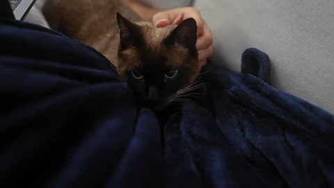 A man pets a relaxed siamese cat on a cozy blue blanket in a home setting. Stock Footage 283549072