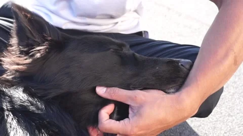 Man Pets Sleeping Dog While Texting Stock Footage 157257384