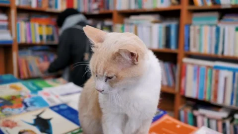 A man pets a yellow cat that is sitting in a bookstore.Library, Turkey. Stock Footage 201769746