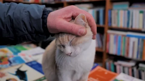A man pets a yellow cat that is sitting in a bookstore. Library, Turkey. Stock Footage 201837411