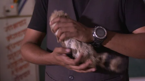 Man petting and playing with the squirrel Stock-Footage 90642638