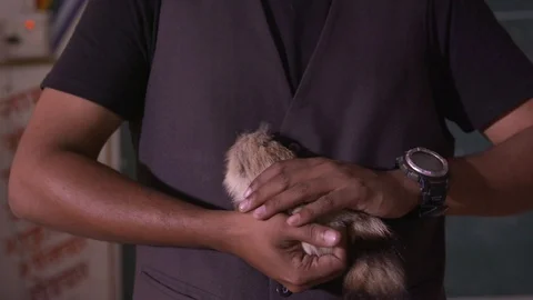 Man petting and playing with the squirrel- handheld Stock-Footage 90642792