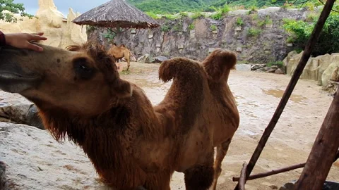 Man petting a camel 스톡 동영상 205840075
