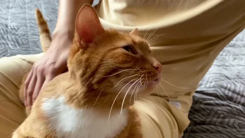 Man petting a cat Stock Footage 207788160