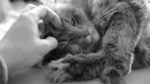 Man Petting Cute Cat Stock Footage 11131114
