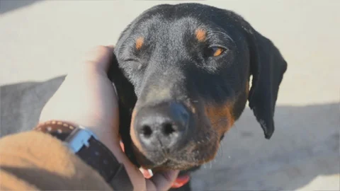 Man petting Dachshund in Backyard. Cute Dachshund Dog. Video stock 103164342