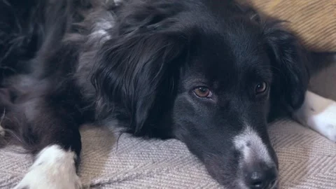 Man petting dog on sofa Video stock 331674295